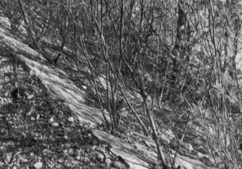 clip_image027 clip_image027