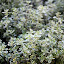 Lemon Thyme