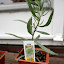 French Tarragon