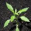 Bird's Eye Chili