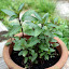 Chocolate Mint