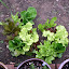 Lettuce