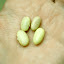 Mayacoba Beans