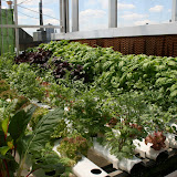 In hydroponic and aquaponic farming produce gets all of its nutrients through water, instead of soil. Expert planters can enrich the water with the perfect balance of nutrients, providing for picture-perfect produce!