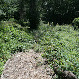 The path, which was created by the Saw Mill Coalition and volunteers from Goldman Sachs in mid May was already being taken over by invasive vines!