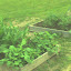 TropicanaRoses's Veggie Garden garden