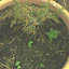 TropicanaRoses's Front Deck Floor Container  garden