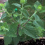 Wild Peppermint