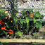 TropicanaRoses's Backdoor Garden garden