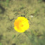 Orange California Poppies