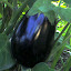 Eggplant, Black Beauty