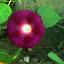 Crimson Morning Glories