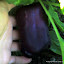 Eggplant Black Beauty Seeds