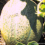 cantaloupe Seeds