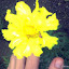 Marigolds