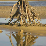 Formas de la naturaleza (Carolina del Sur)