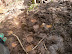 giant footprints