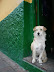 perrito!