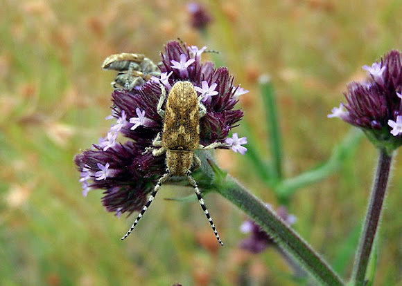 Spotting Image 1