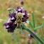 Cerambycidae Longicorn Beetle