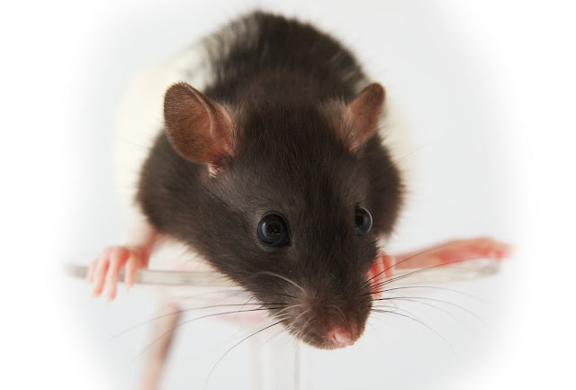 rat