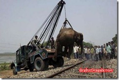 train-hits-elephant
