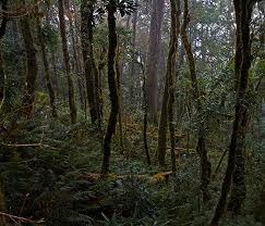 [arunachal forest[2].jpg]