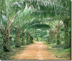 Oil_Palm_Plantation