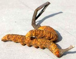 [cordyceps_sinensis[2].jpg]
