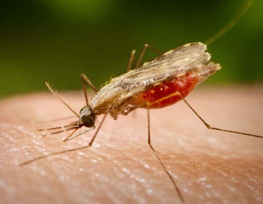 [malaria-mosquito[2].jpg]