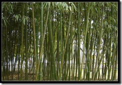 Bamboo park tripura
