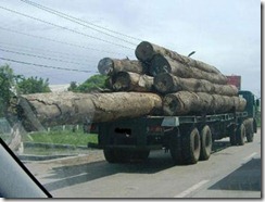 timber smuggling