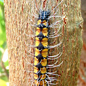 Caterpillar. Oruga. Lagarta