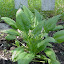 Spinach Seeds