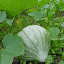 Squash, Winter, Blue Hubbard   Seeds
