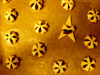 sending cookies