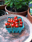 one pot mondays: tomato, beans & pesto pasta