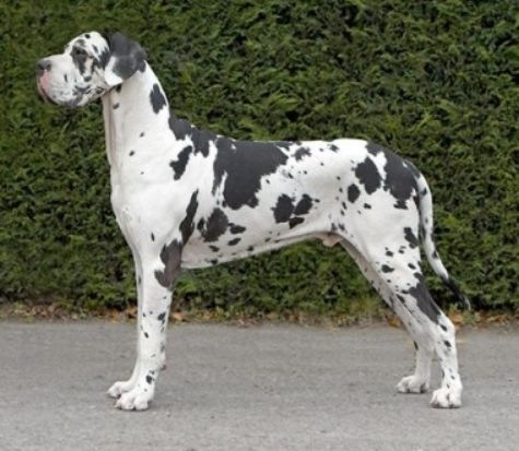 [RavendaneHarlequin[3].jpg]