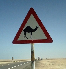 dubai camel