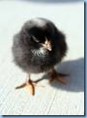 PBRC Chick