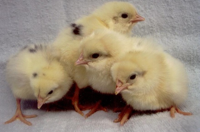 [cal_white_chicks[4].jpg]