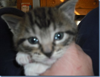 Saint Pat. Kitty 031