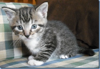 Saint Pat. Kitty 046