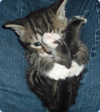Saint Pat. Kitty 048