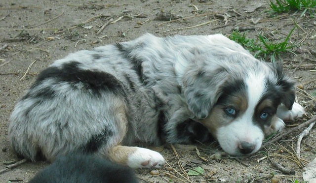 [Puppies, Cats and Farm Pictures 241[3].jpg]