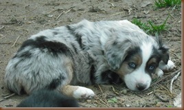 Puppies, Cats and Farm Pictures 241