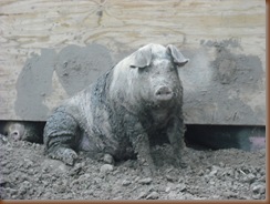 Pigs 001
