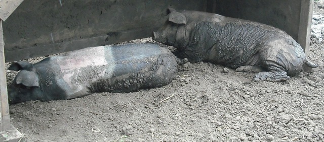 [Pigs 002[6].jpg]