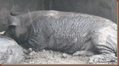 Pigs 003