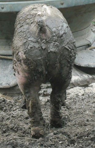 [Pigs 005[2].jpg]